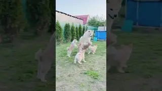 funny puppy child are playing football animals lol moment#animalsshortvideo#animalspets#shorts#viral