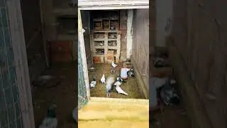 Farm house #pigeonlove #viral pigeons #highflyer #bird #pigeon #kabootar #farmhouse