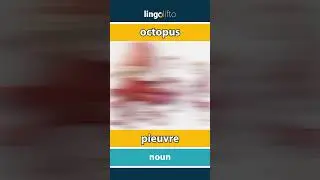 🇬🇧🇫🇷 octopus - pieuvre : vocabulary builder : learn English : apprenons l'anglais