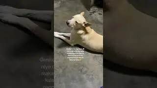 #aspins #doglove