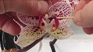 Orchid pollination : How to Hand pollinate Phalaenopsis Orchid flowers in the Greenhouse part 1