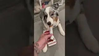 🤣Giggling Cigarette Pack Dog Toy - Petsline #dogtoys #dogtraining #doglife