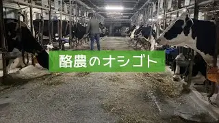 酪農のお仕事解説🐄