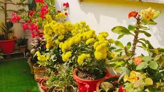 Rakhi gardening and creativity is live!