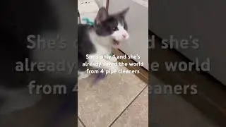 Cat heaven