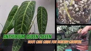 Anthurium Queen Green&ndash;Root Care Guide for Healthy Growth