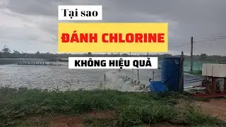 Nhiều người nuôi tôm chưa biết điều này nên sử dụng Chlorine không hiệu quả | Nguyễn Minh Quốc #77