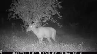 sc Wisconsin Trail cam pick up 7/13/2024-8/3/2024