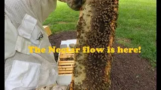 Spring nectar flow is here!! (Georgia beekeeping)