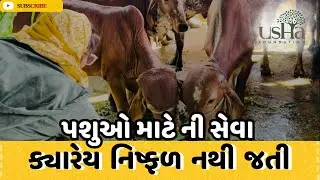 પશુઓ માટે ની સેવા ક્યારેય નિષ્ફળ નથી જતી // Usha Foundation // Gaushala #seva 