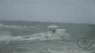 World Cat In Big Waves