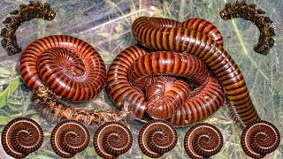Looking Insect At Night Met Millipede And Some Insects They Looking Food #pet #art #animals 