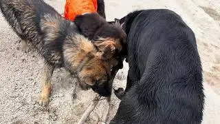 Dogs Being Dogs | German Shepherds | Valor Protection Dogs 