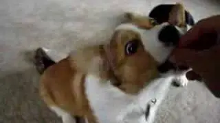 Roscoe and Linus Welsh Corgi Pups