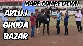 Shree Ram 🐎 Show Mare Category in Akluj Maharashtra | Marwadi Ghodi ka Competition Akluj 🐎 Market