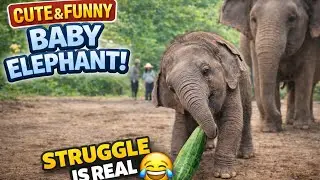 Cutest & Funniest Baby Elephant Moments Ever! 🐘💖