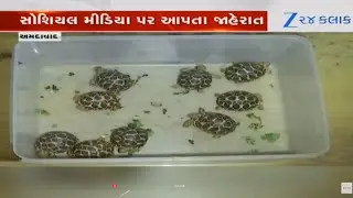 Gujarat: Four arrested for illegal trade of Indian star tortoises (protected species) in Ahmedabad