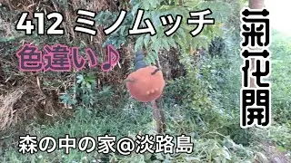 【ポケGO動くポケモンずかん】412ミノムッチ（ゴミのミノ）｜Burmy｜ShinyPok&eacute;mon ｜菊花開（きくのはなひらく）｜七十二候｜第五十候｜AR動画｜PoKeMoN GO AR