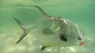 Fly Fishing for Permit - Tying a Permit Fly - Jose Wejebe / Spanishflytv