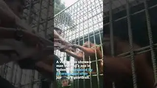 gorilla trying to bite the man#zoo#bite force#wild life