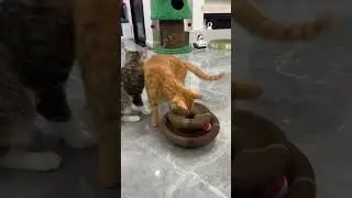 Jouet griffoir pour chat