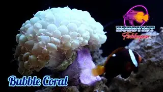 Bubble Coral care guide & feeding