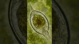 Rotifer: The Water Acrobat You&rsquo;ve Never Seen Before!  #microscope #biology #nature #science