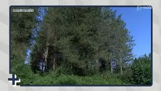 Une charte foresti&egrave;re pour reboiser le territoire