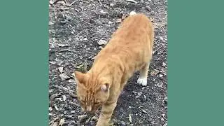🌻🐱 Stray Cats Take Over the Garden! 🐾🌼 #FelineExplorers #CatLife