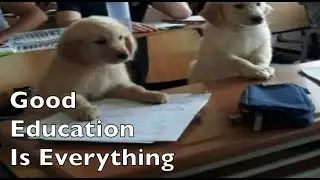 Puppy Training in a Nutshell
