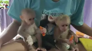 Monkey baby is so cute enjoy carrot mom Boiled