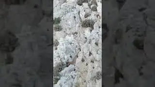 Захотелось на скалах траву поесть 😱😱😱