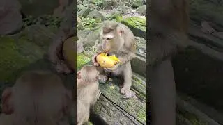 monkey Luna eat mango yummy