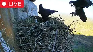 Watch a Black Eagle Chick Grow & Fledge - Live from Selati Game Reserve