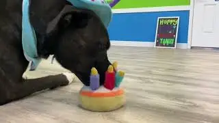 Hounds Town Aurora | Birthday Video Tank 2023