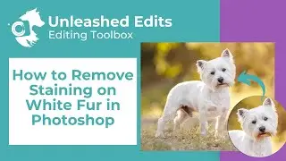 How to Remove Staining on White Fur in Photoshop