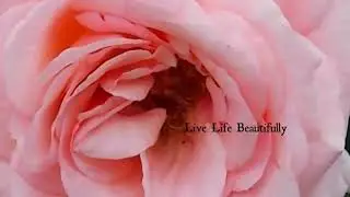 Live Life Beautifully -Milady Leela