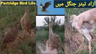 Grey Partridge Bird's Family | Natural Bird's life #birds #wildlife #trending 