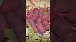 Newborn Baby Rats #shorts