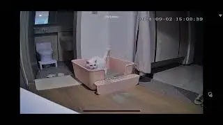 Privacy Please! 😹 My Turkish Angora's Private Moment