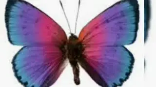 MARIPOSAS (poema de Jos&eacute; Asunci&oacute;n  Silva )