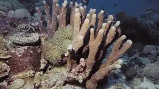 Coral Finder Toolkit Training Movie 4   Introduction to the Branching Key Group
