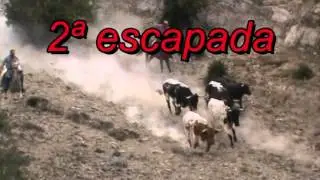 Encierro Tramacastilla 2015