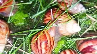 Night Vision: The World of Snails After Dark