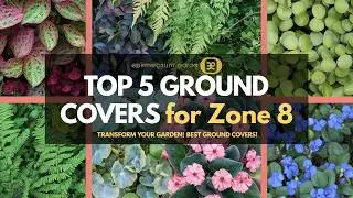 Top 5 Best Ground Cover Plants for Zone 8: Beautify and Protect Your Garden!
