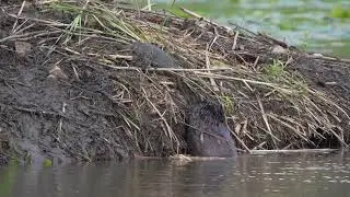 North American Beaver checks out the latest squatter (Snapping Turtle) on its northern USA lodge