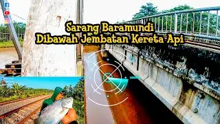 BARAMUNDI KALIURANG SPOT BAWAH JEMBATAN KERETA API