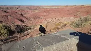 Friendly Raven Bird at the Petrified Forest National Park in Holbrook, AZ #bird #alongtheway