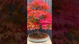 Acer palmatum hard bonsai 🌱🌺