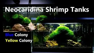 Neocaridina Shrimp Tanks | Blue & Yellow Colony | Update